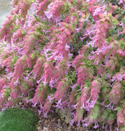 Origanum 'Buckland'